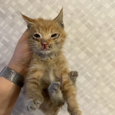 동부동물보호협회_426335202400656